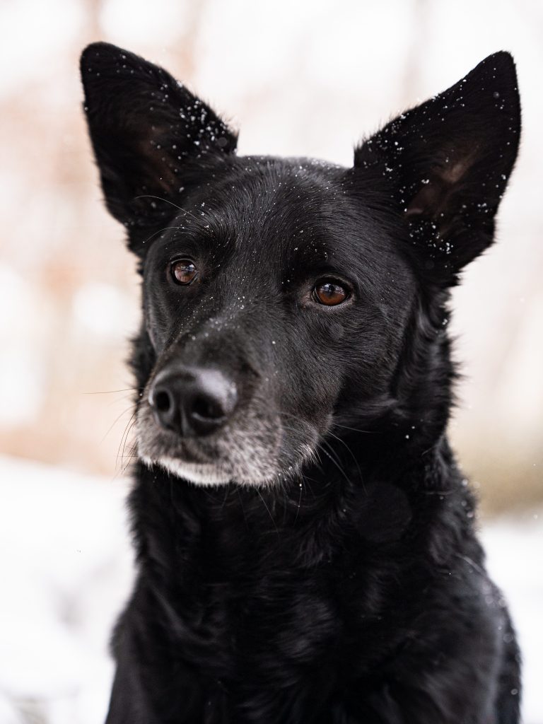 Loki the black dog posing for a portrait in the snow from the neck up, cropped in close